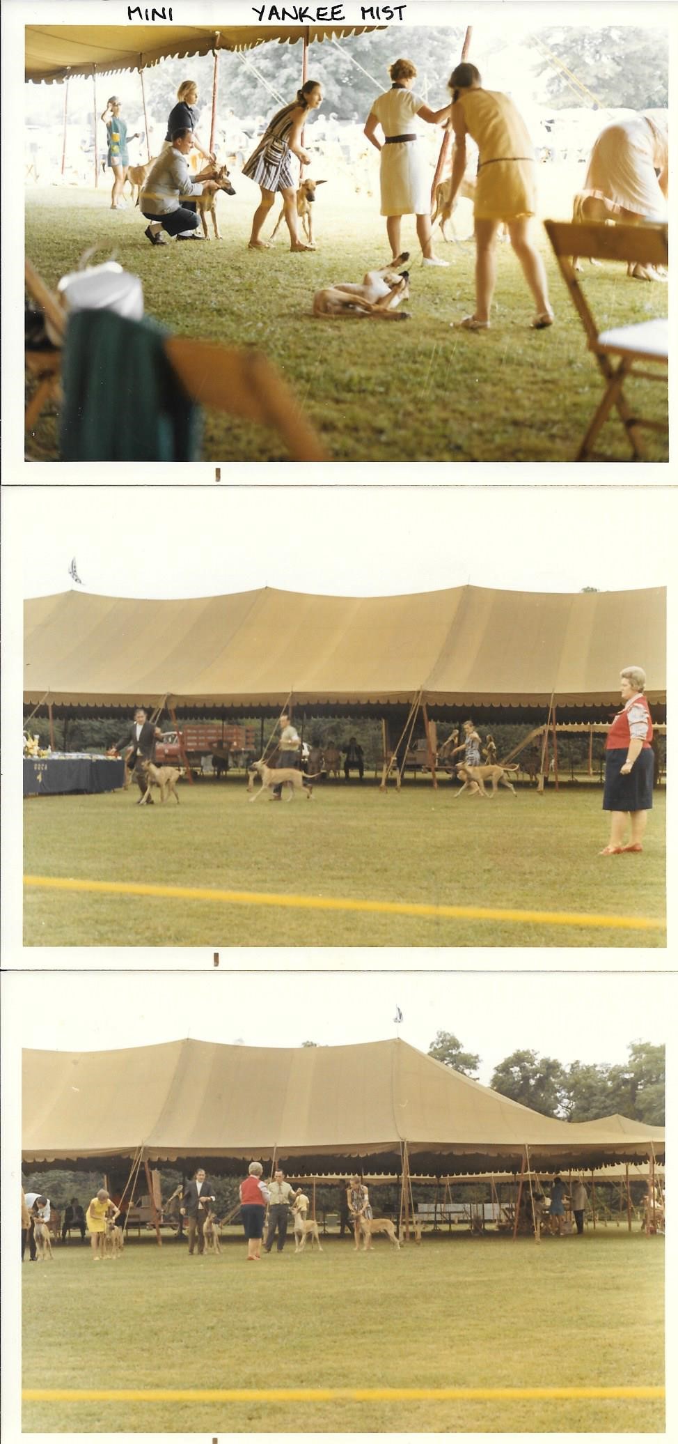 GDCA Futurity 1970
